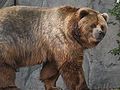 120px-kodiak_bear_in_germany.jpg