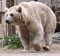 120px-ursus_arctos_syriacus.jpg