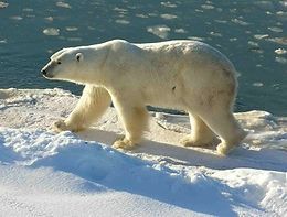 260px-polar_bear_2004-11-15.jpg