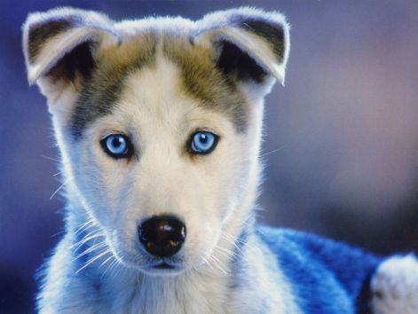 animals-pictures-cute-puppy-husky_masolata.jpg