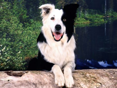 border-collie-wallpaper-border-collie-5159477-10.jpg